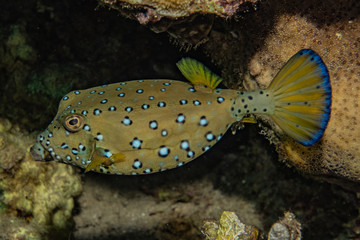 Fish swim in the Red Sea, colorful fish, Eilat Israel