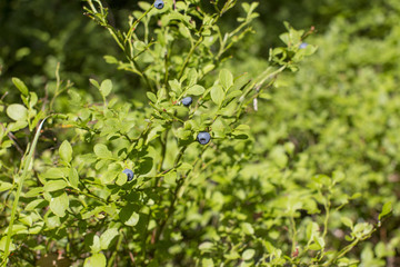 Forest ripe blue berry blueberries. The collection of forest harvest.