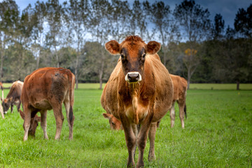 Fototapeta na wymiar Tambo de vacas lecheras jersey.