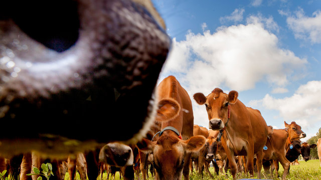Tambo de vacas lecheras jersey