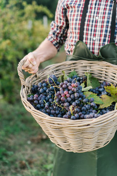 Crop man with basket of grapes