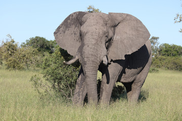 Obraz premium Afrikanischer Elefant / African elephant / Loxodonta africana