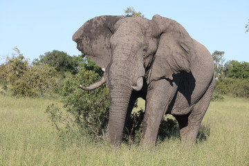 Fototapeta premium Afrikanischer Elefant / African elephant / Loxodonta africana