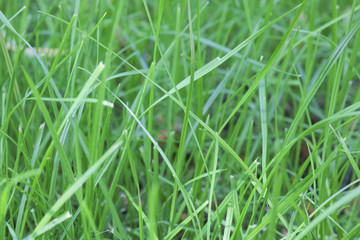 green grass