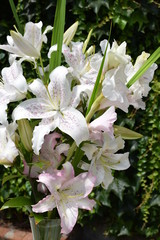 Bouquet de lys Extravaganza et Muscadet