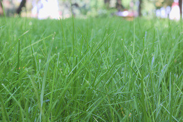 green grass with water drops