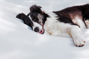 beautiful border collie lying on white hammock and relaxing outdoors. Summertime and lifestyle