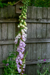 Bird house and Fox glove