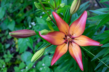 Fototapeta premium Cancun Lilly