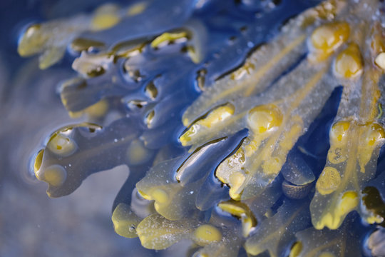 macro color photo of green algae in Brittany, France