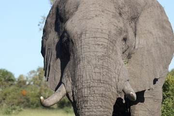 Afrikanischer Elefant / African elephant / Loxodonta africana