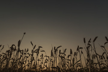 field of corn during sunset in Maastricht