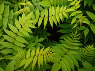 Frame from branches with green leaves for text overlay. The use of natural medicinal plants in the preparation of eco-friendly cosmetics. Camping with the family.