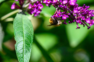 bumblebee on flower