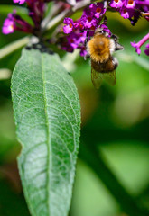 bumblebee on leaf