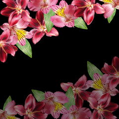 Beautiful floral background of burgundy lilies and pink alstroemeria. Isolated
