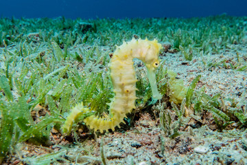 Hippocampus Sea ​​horse in the Red Sea Colorful and beautiful, Eilat Israel