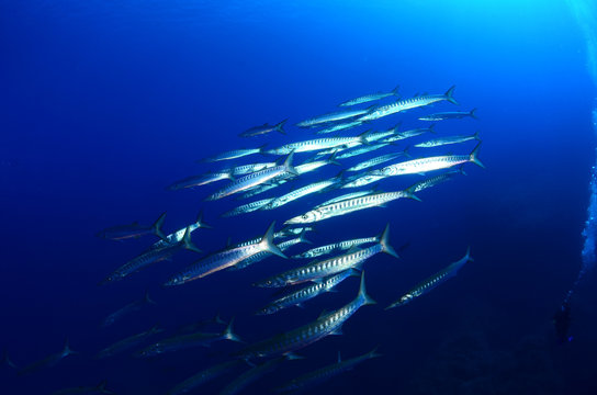 Barracuda a Ustica