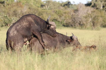 Gaukler / Bateleur / Terathopius ecaudatus