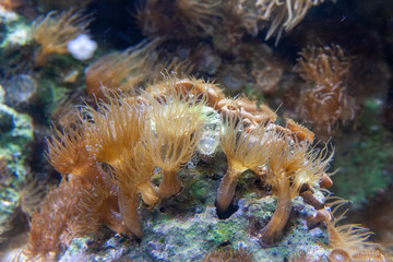 anemones in aquarium
