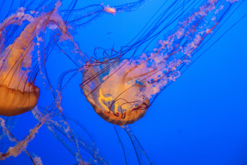 jellyfish in water