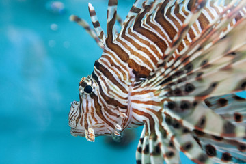 likon fish in aquarium