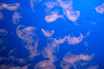 Fototapeta na wymiar abstract background with jellyfish