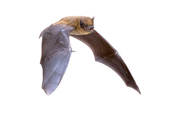 Flying Pipistrelle bat isolated on white background - obrazy, fototapety, plakaty