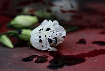 White flower lies in a pool of blood. Blood drops on flower. Symbolism of crime, murder.