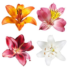 Set of Alstroemeria and Lily isolated on white background