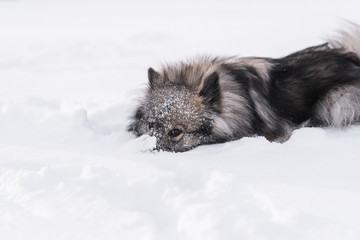 Playing in the snow