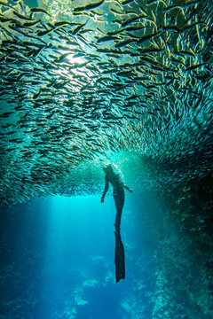 Female free diver with schooling fish underwater in the cavern with back light