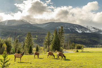 Elk grazing in a meadow by a river, Colorado River, Never Summer Mountain Range 1, Rocky Mountain National Park, Colorado