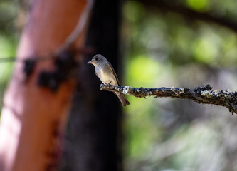 Western wood pewee