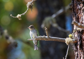 Western wood pewee in Ashland, Oregon