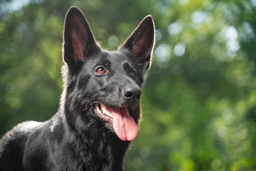 portrait black German shepherd puppy for a walk in the park in the sun