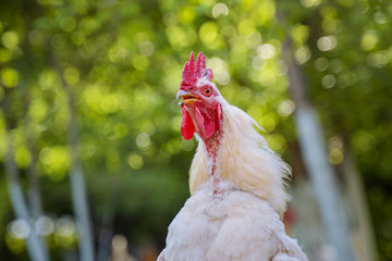 White chicken cock standing in stotny yard on the background of green trees in summer