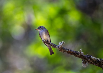 Western wood pewee in Ashland, Oregon