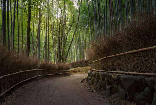 Path in bamboo forest in Kyoto, Japan. Woods in Arashiyama destrict