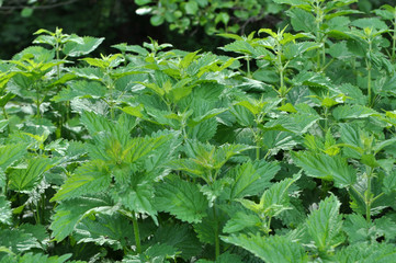 Overgrown nettles Urtica dioica
