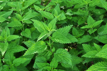 Overgrown nettles Urtica dioica