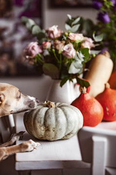 Pumpkin Detail