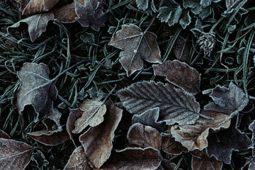 Frost on autumn leaves