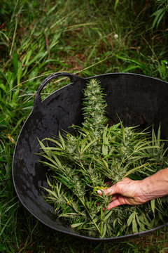 Person Harvesting Hemp Plant