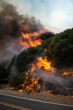 Firing Operation