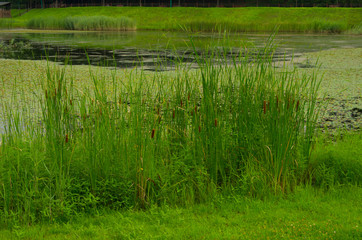 Obraz premium pond in the garden