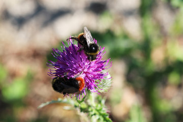 bumblebee on thistle