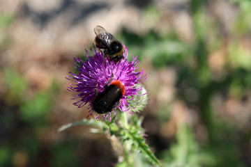 bumblebee on thistle