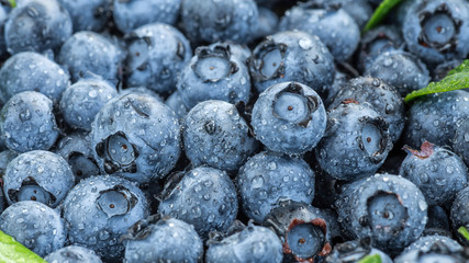 Water drops on ripe sweet blueberry. Fresh blueberries background with copy space for your text. Vegan and vegetarian concept. Macro texture of blueberry berries.Texture blueberry berries close up