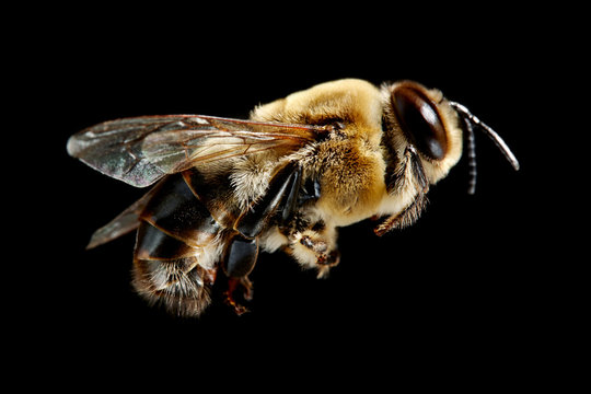 Bee in closeup